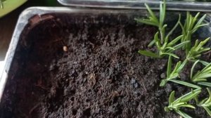 Розмарин. Черенкование