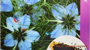 Нигелла обыкновенный Дива (diva) ? обыкновенный нигелла Дива обзор: как сажать, семена нигеллы Дива