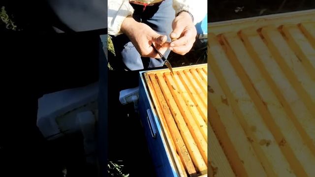 ?ПРОПОЛИС - что это такое? (Откуда он берётся). смотреть онлайн