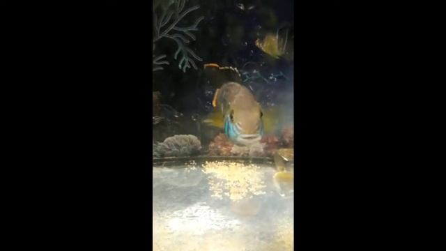 Акара: взрослая пара рыбок акар перед размножением.