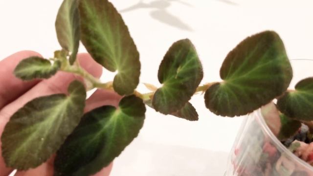 Some Rex Prop Progress and Begonia Thelmae in Acrylic! смотреть онлайн