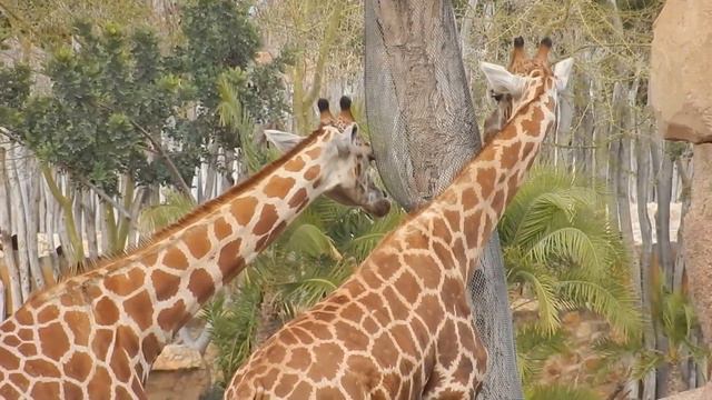 Носороги и зебры. Bioparc в Валенсии. Испания 2014. смотреть онлайн