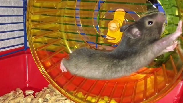 Вот это зевнул /Хомяк зевает смотреть онлайн