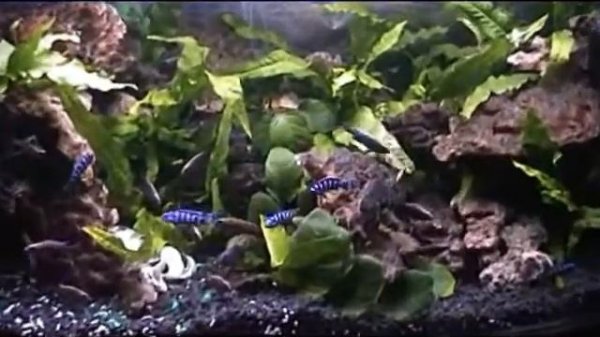 Otopharynx lithobates and Pseudotropheus demasoni