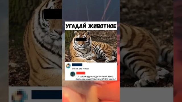 #short #shorts #мем #мемы #прикол #юмор #funny (3) смотреть онлайн