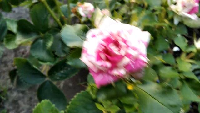 Чандос Бьюти, Гранд Отель, Матиас Клаудиус и ... смотреть онлайн