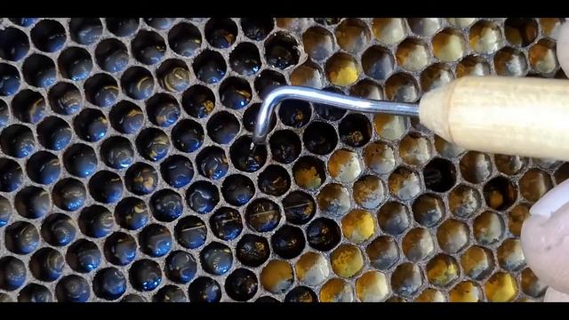 Шпатель Дончика для переноса личинок - видеоинструкция смотреть онлайн