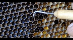 Шпатель Дончика  для переноса личинок - видеоинструкция