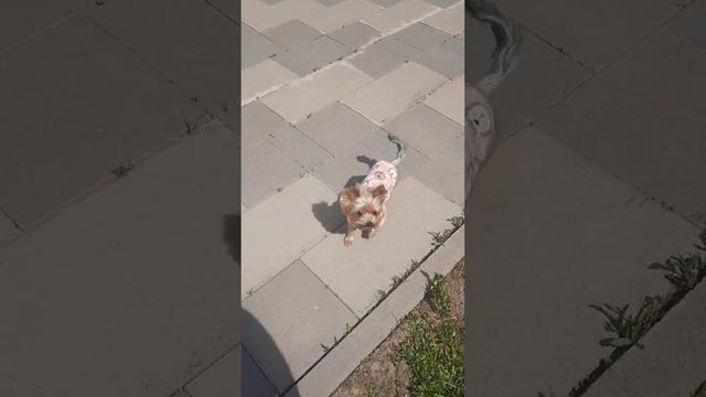 воспитанность собаки буси на улице смотреть онлайн