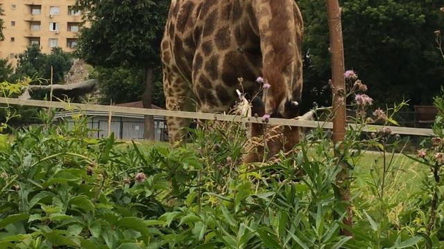 Южноафриканский жираф Липа! Её знают по имени не все посетители Московского зоопарка. "Второй жираф смотреть онлайн