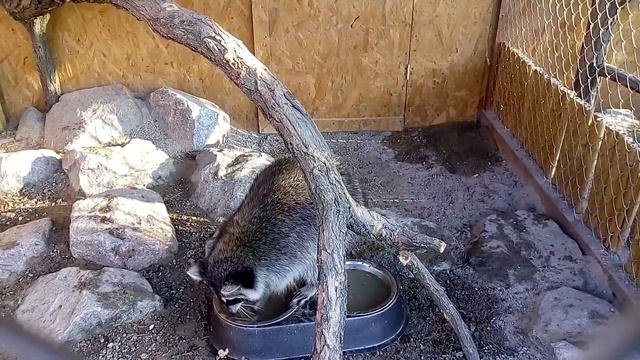 Енот полоскун Дейзи моет еду, а потом кушает. смотреть онлайн