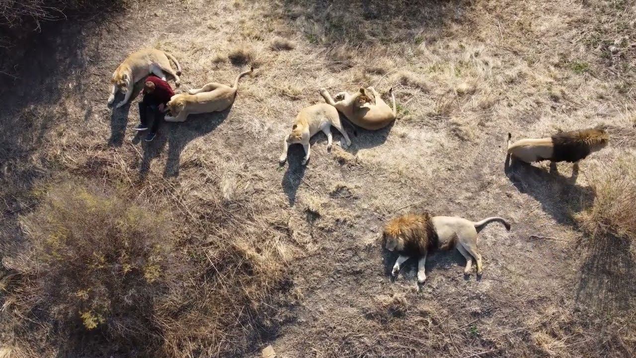 Леша и львы, вид сверху) смотреть онлайн