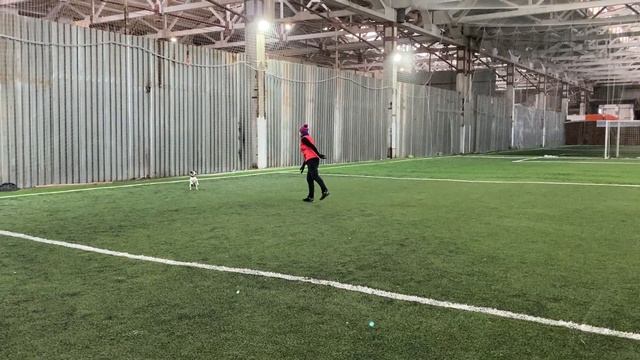 Как научить собаку командам Дрессировка собаки Танцы с собакой Гувер Танец Элементы 06.12.2021 г. смотреть онлайн