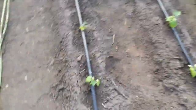 Мыши атакуют огурцы в теплице. Подкормка наших огурчиков. смотреть онлайн