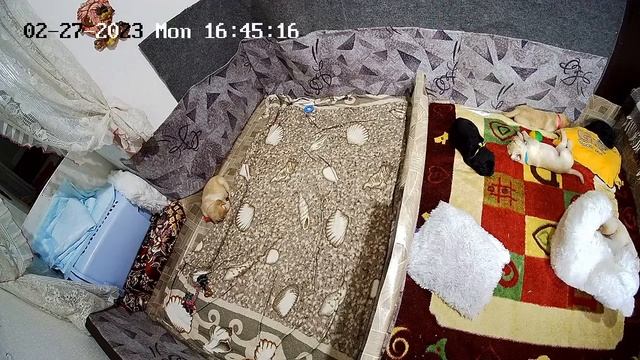 Щенки Лабрадора / ПРОДАЮТСЯ / НОВОСИБИРСК/ SHATSKIKH`S DOGS / 8-962-831-94-91/ Labrador puppies sal смотреть онлайн