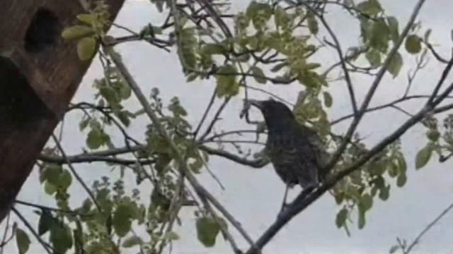 Скворцы и скворчата в мае ? Starlings and young stralings in May 2020 смотреть онлайн
