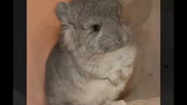 AngoraHouse - шиншиллы смотреть онлайн