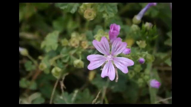 Isasi Udaberrian смотреть онлайн