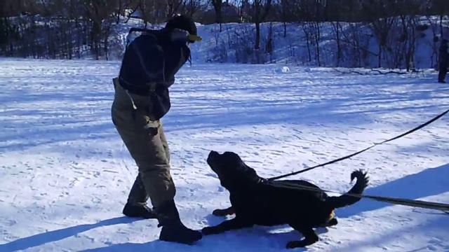 ротвейлер Анта . удержание фигуранта смотреть онлайн