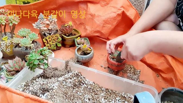 미나다육 뚝딱 분갈이영상 올려요 올려요 смотреть онлайн