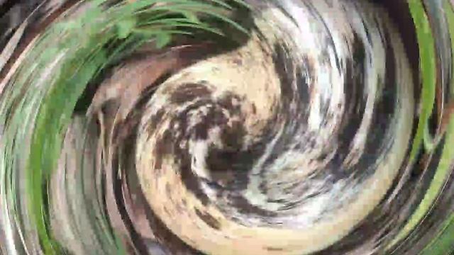 Грибник о грибах.