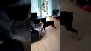 Кира и Крета!!!Собачьи бои!Доберман против Восточно европейской овчарки😘😘😘