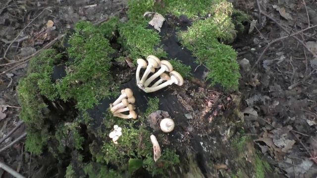 Собираем грибы в августе! Белые лисички, опята, подберезовики! По грибы 2020 ! смотреть онлайн