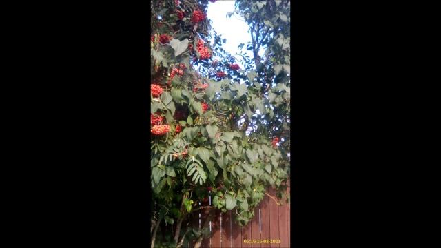 Песня о Рузе смотреть онлайн