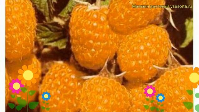 Малина обыкновенная Абрикосовая. Краткий обзор, описание характеристик rubus idaeus Abrikosovaya смотреть онлайн