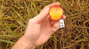 Алыча Путешественница