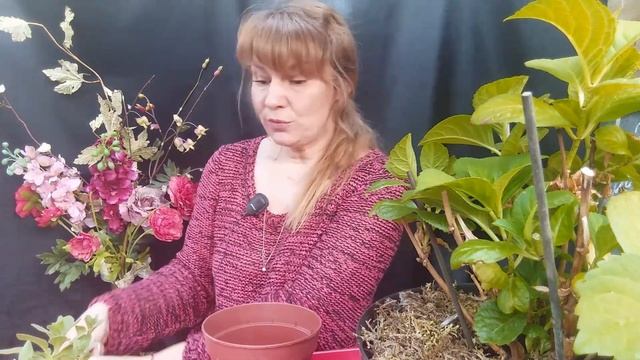 Как пересадить цветок. смотреть онлайн