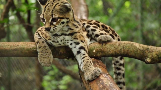 Creature Comparison: Ocelot Vs. Margay