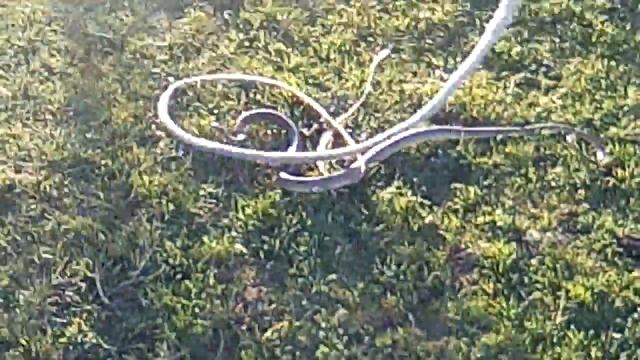 Змей Желтопузик l Редкие кадры, Мельничное. смотреть онлайн