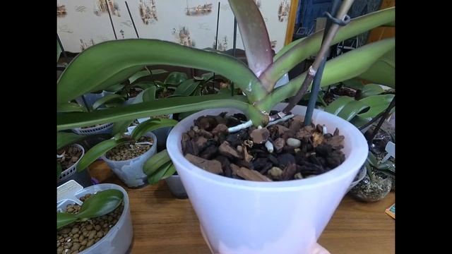 Уход за Орхидеей. Трипсы мучнистый червец на Орхидеи. Пятна на листьях Орхидеи.Обработка.Удобрения. смотреть онлайн