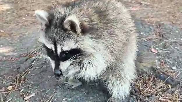 На центральную площадь Тихорецка приехала Василиса