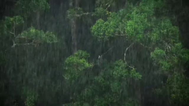 Жабайы жануарлар. ДЖУНГЛИ ЖАБАЙЫ ТАБИҒАТ. Джунглиге саяхат. смотреть онлайн