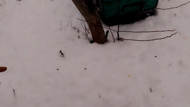 Как то так👊Пчелы шумят 🐝🌧 смотреть онлайн