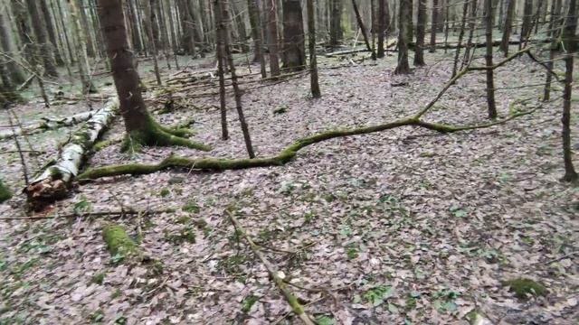 Весенние грибы строчки. Сбор грибов в Подмосковье. смотреть онлайн
