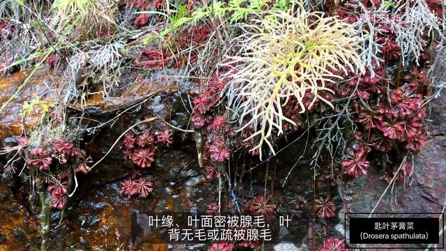 【匙叶茅膏菜】（Drosera spathulata）一种有趣的小型捕虫观赏植物，你认识它吗？ смотреть онлайн