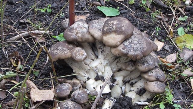 Рядовка скученная! Собрала  грибы у себя во дворе для маринования!