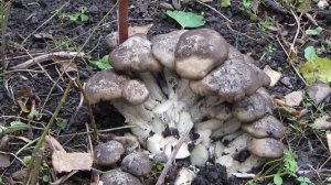 Рядовка скученная! Собрала  грибы у себя во дворе для маринования!