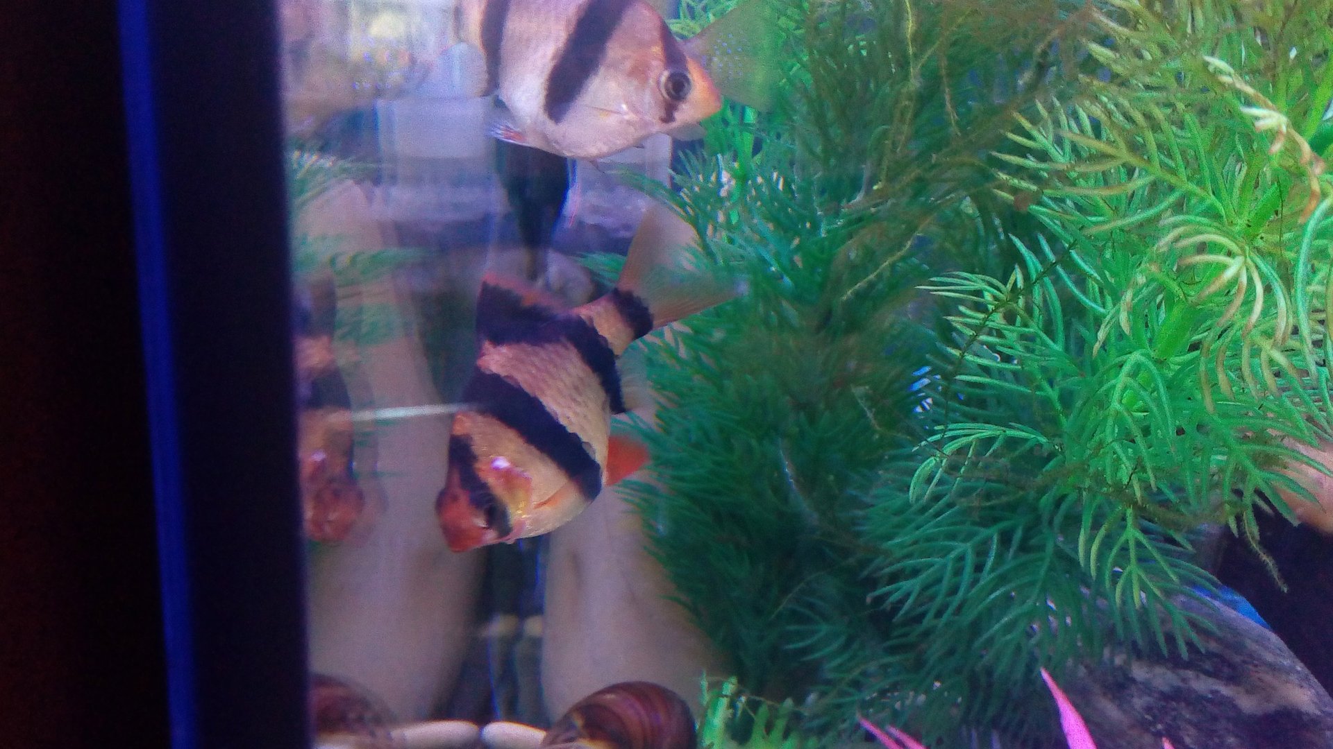 Болезни барбусов, бактериальные заболевания: симптомы, лечение. Как выглядит, как и чем лечить | АКВ смотреть онлайн