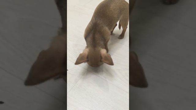 Чихуашка и семечки смотреть онлайн