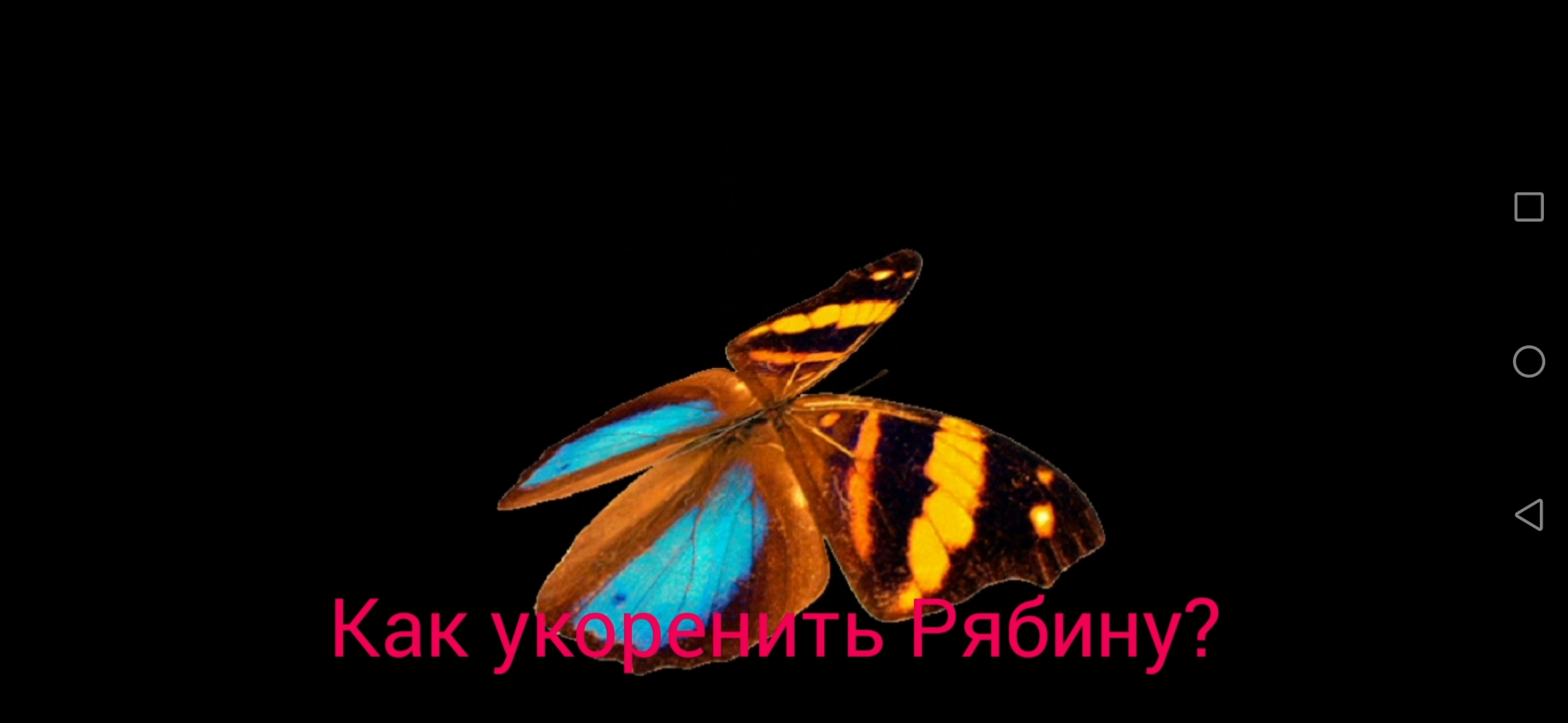 Как укоренить Рябину?