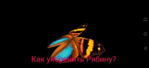 Как укоренить Рябину?