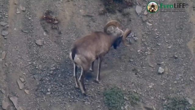 Трофейная охота на якутского снежного барана в Себяне. смотреть онлайн