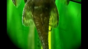 Самка Анциструса))))