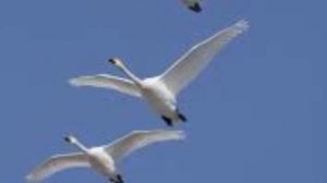 Осень жизни нашей