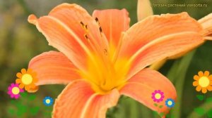 Лилейник оранжевый. Краткий обзор, описание характеристик, где купить рассада hemerocallis