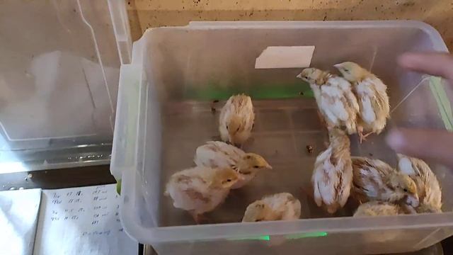 #Техас#Феникс#, Бройлерный#Тяжёлый# смотреть онлайн